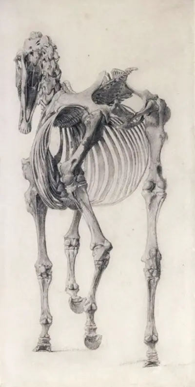 Drawing of a Horse from the Back George Stubbs